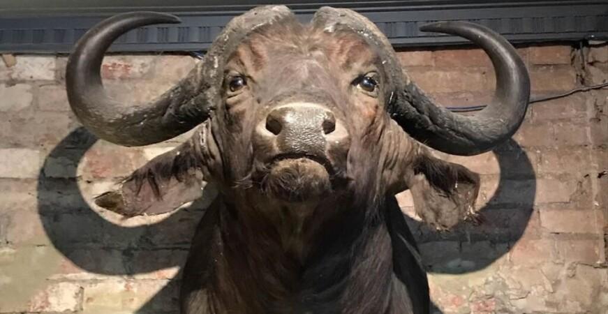 Best Sports Bars in South Melbourne - Limerick Arms