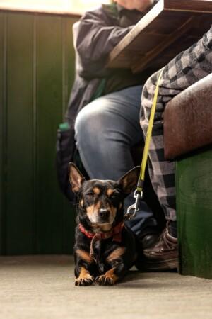 Best Sports Bars in Waltham Abbey - Angel